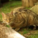 vadmacska-BuranyiVirag-felvetele